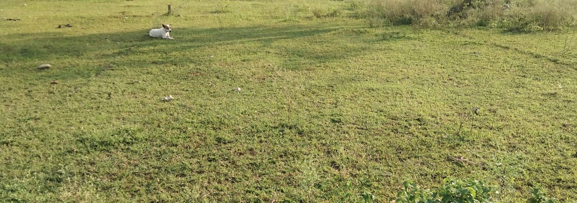 Residential land / Plot in Sarra Chhindwara